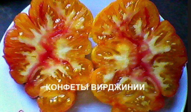сорт томата сладости вирджинии