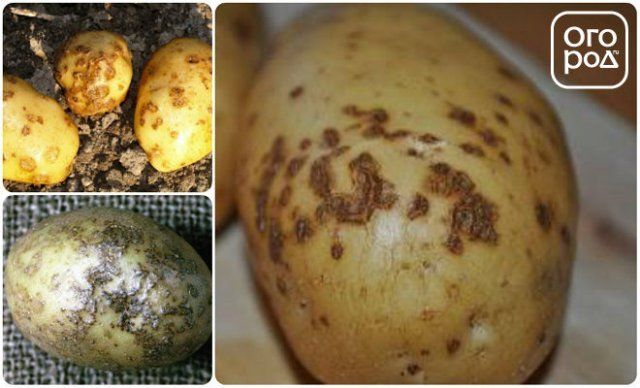 Сорта картофеля устойчивые к фитофторозу. Клубни картофеля пораженные паршой. Черная парша картофеля. Ооспороз и парша картофеля. Картошка поражена паршой.