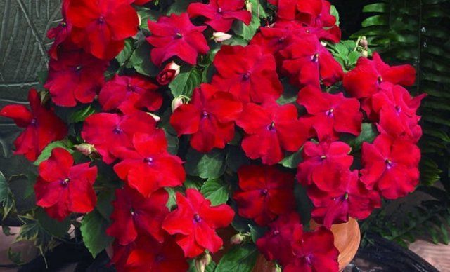 Красные садовые цветы: ромашки и сальвия на клумбах