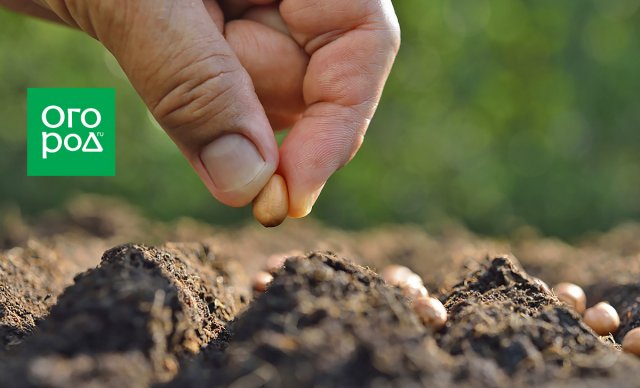 Как подготовить почву для посадки рассады?