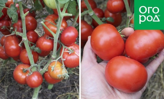 Ранние сорта томатов для открытого грунта Бони ММ