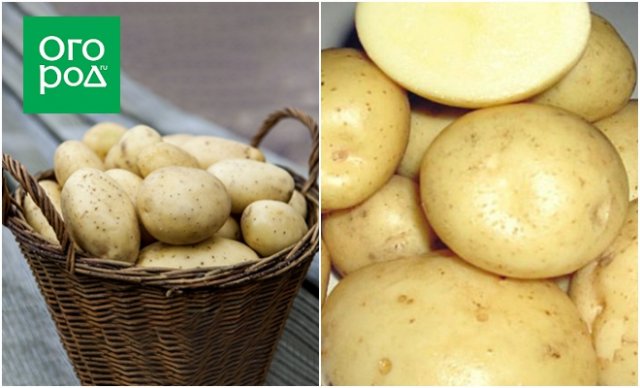 Сорт картофеля ариэль фото. Сорт картофеля Ариэль. Картофель семенной Вымпел. Ультраранние сорта картофеля. Сорт картофеля Вымпел.