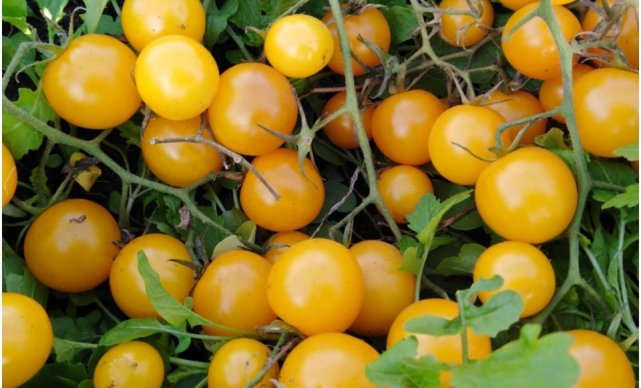 Лучшие сорта томатов черри 2019, по мнению членов клубатоматоводов-любителей