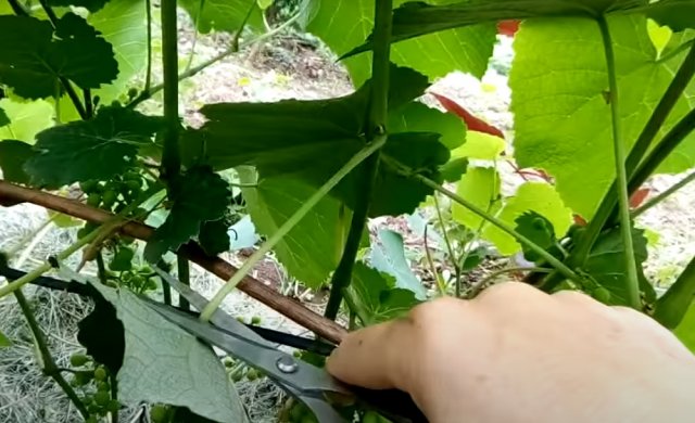 удаление листьев винограда
