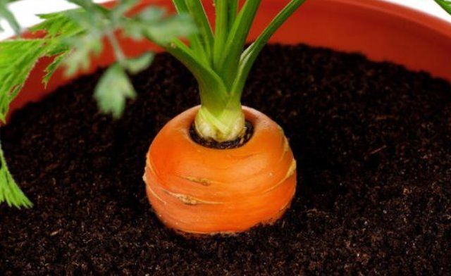 морковь в емкости