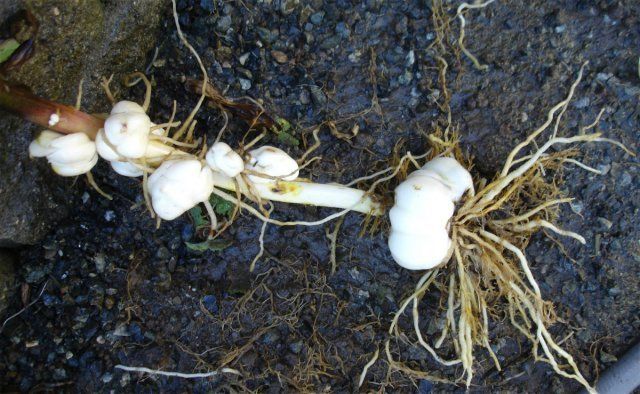 Как сохранить луковицы лилий до весны в домашних условиях без посадки