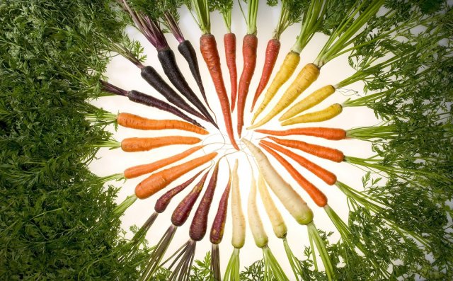 необычная цветная морковь