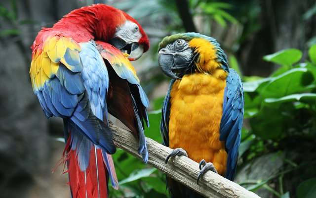 говорящие попугаи ара