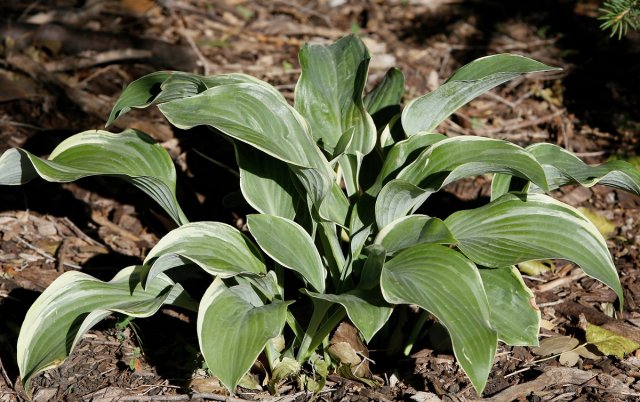 Hosta foliage becomes mushy during winter, so it is best cut back in fall around the first frost. Michael Vosburg / Forum Photo Editor