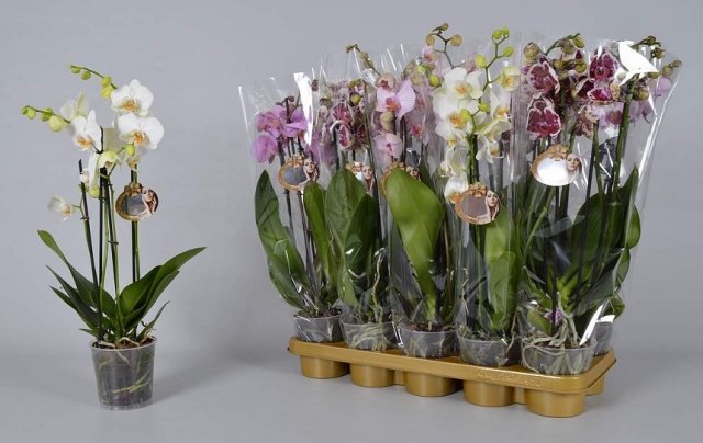 Выбор орхидеи