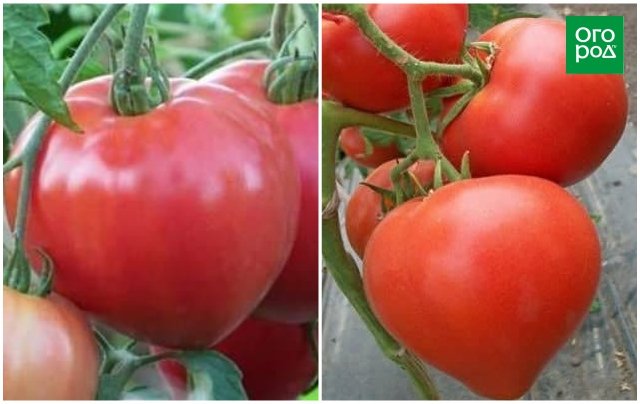 Ранние сорта томатов для открытого грунта Большая мамочка