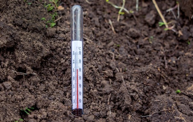 как измерить температуру почвы