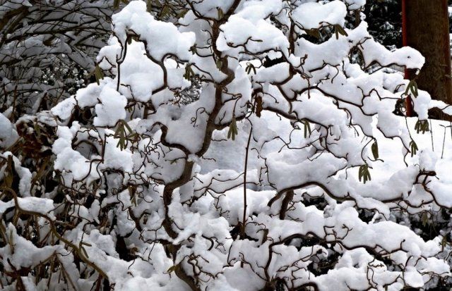 Лещина обыкновенная Конторта, сад зимой украсить