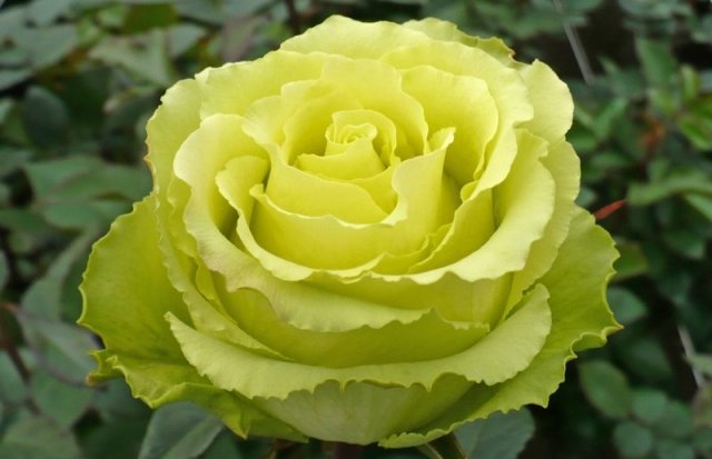 сорта роз необычного цвета фото описание