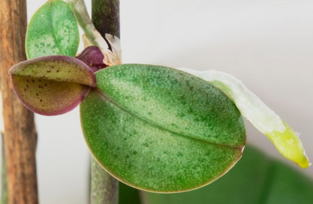 Размножение орхидеи боковыми отпрысками
