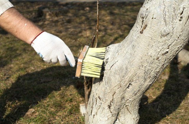 Лечение деревьев от вредителей