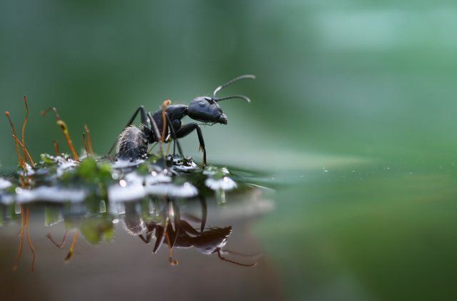 муравьи в воде