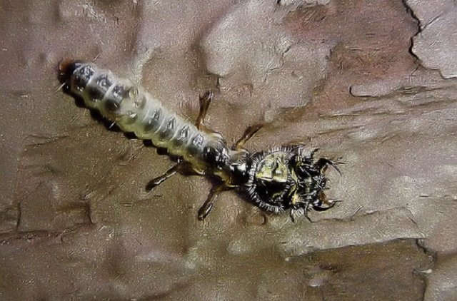 личинка жука-скакуна