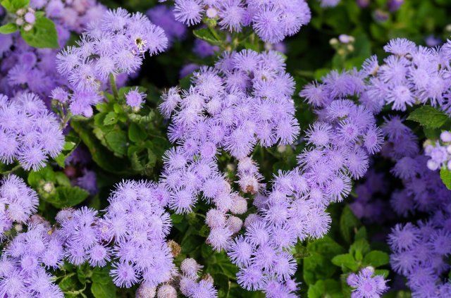 Floss flower Awesome leilani blue or ageratum blue bouque in green background, Alchemilla epipsila/агератум 