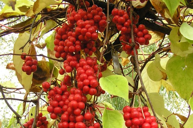 виноградная лоза с фруктами