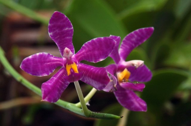 Орхидея фаленопсис Люддемана (Lueddemanniana)