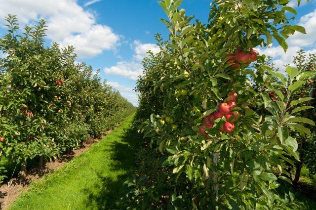 Планировка плодово-фруктового сада и огорода