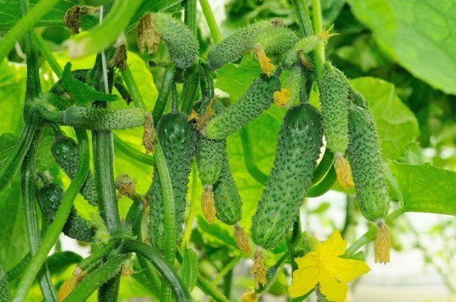 many young cucumbers growing in a greenhouse/огурцы 