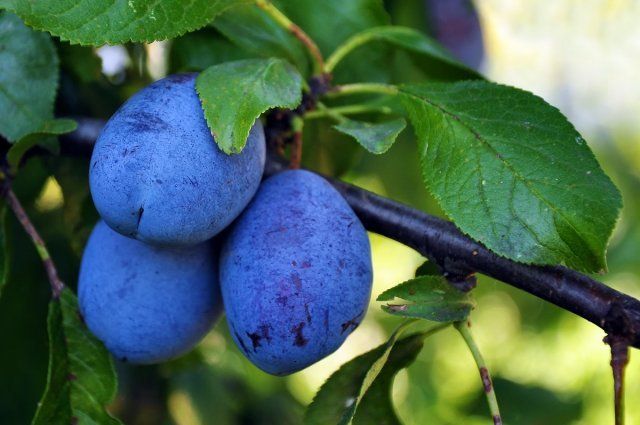Синие сливы / organic plum fruit, close up image.
