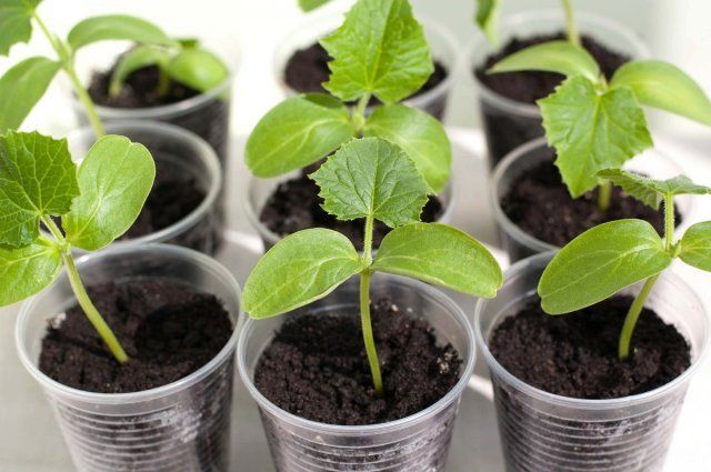 Green cucumber seedlings in small plastic cups
