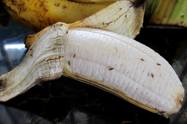 дрозофилы на банане
