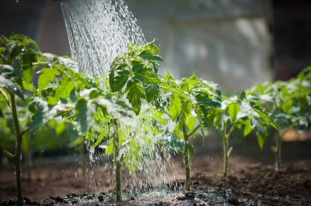 Как поливать рассаду