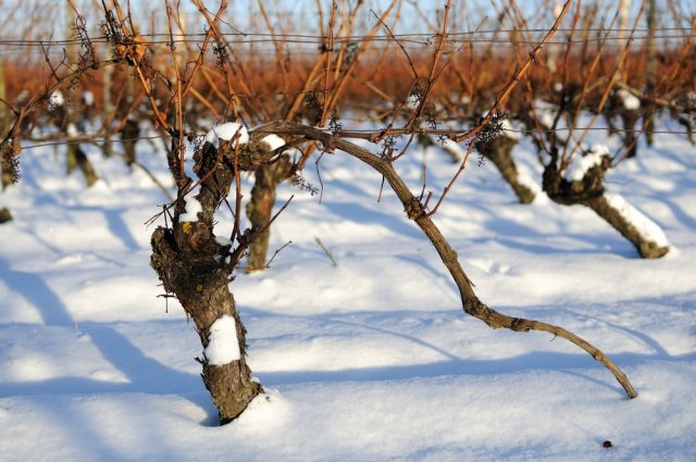 Чем укрыть виноград на зиму