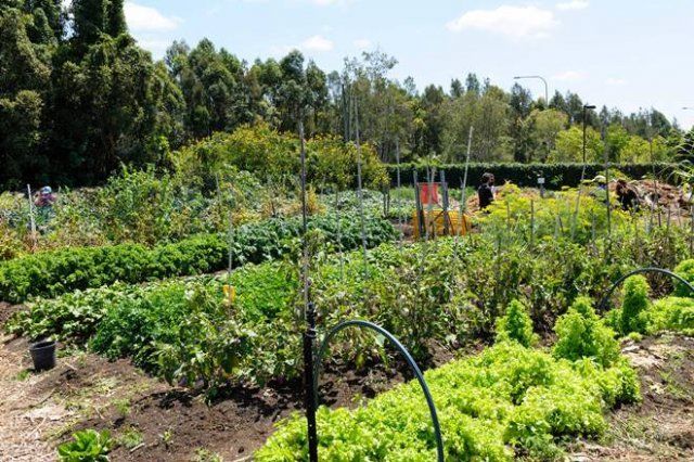 выращивание овощей по методу Джевонсона
