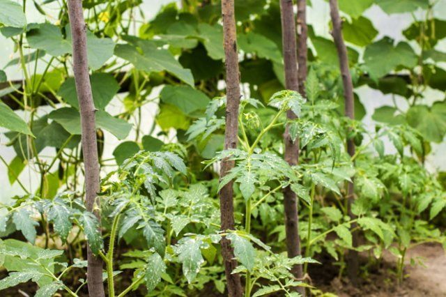 Выращивание в теплице томатов