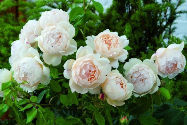 пионовидные розы