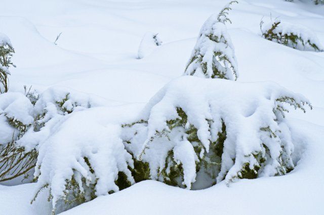 Можжевельник в снегу