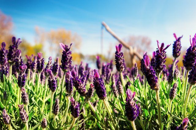 Blooming lavender on sunny summer day. Nature background