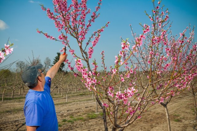 обработка персика весной против болезней и вредителей