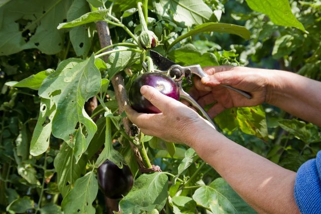Woman Hands Harvesting eggplants with pruner in the garden