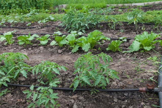 Рассадные овощные грядки с системой капельного орошения
