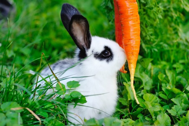 Кролик с морковью