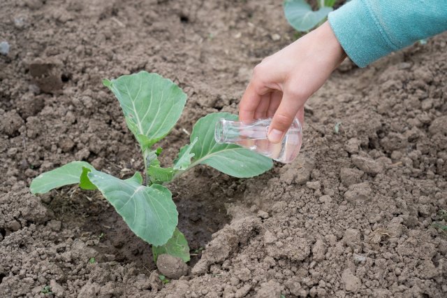 Урожай капусты во многом зависит от качества рассады. Рассказываем, как правильно вырастить здоровые и крепкие сеянцы.