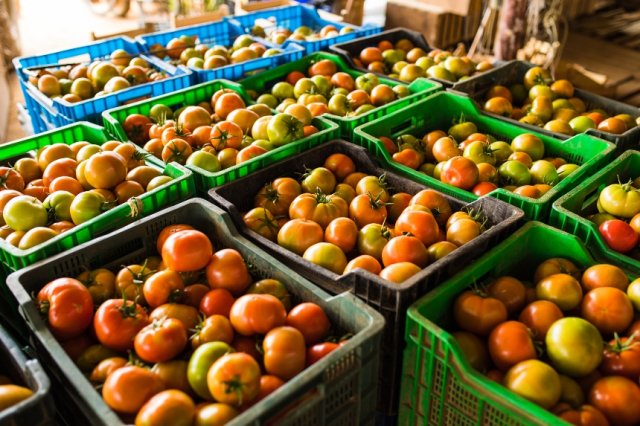 хранение собранного урожая томатов