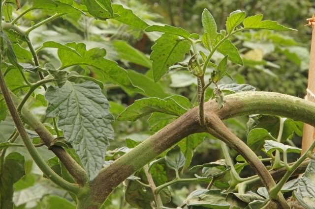 Фитофтора на стеблях помидора