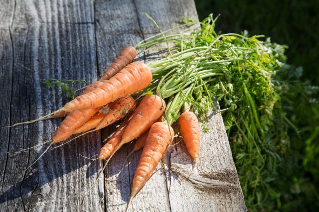 Когда сажать морковь и Все о выращивании моркови