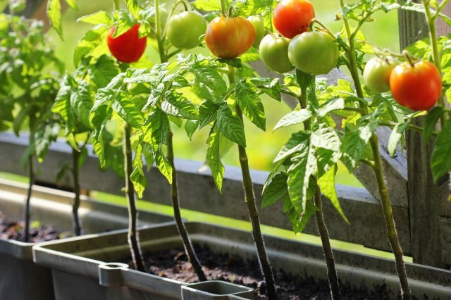 все о выращивании помидоров в контейнерах