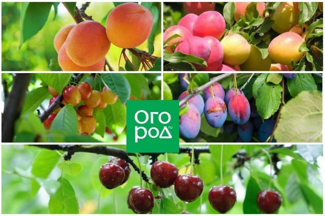 Чем подкормить плодовые деревья в августе для сохранения и приумножения урожая, а чем их удобрять не стоит