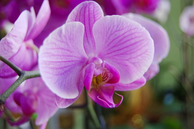 Все о содержании орхидеи дома: правила ухода и советы для начинающих