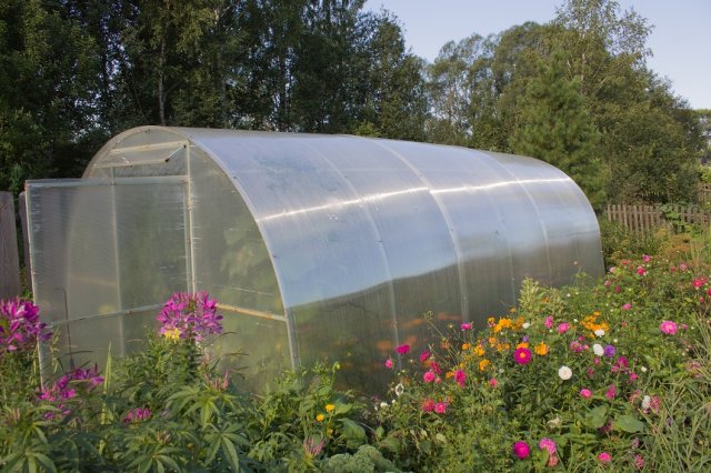 greenhouse for growing vegetables and flowers