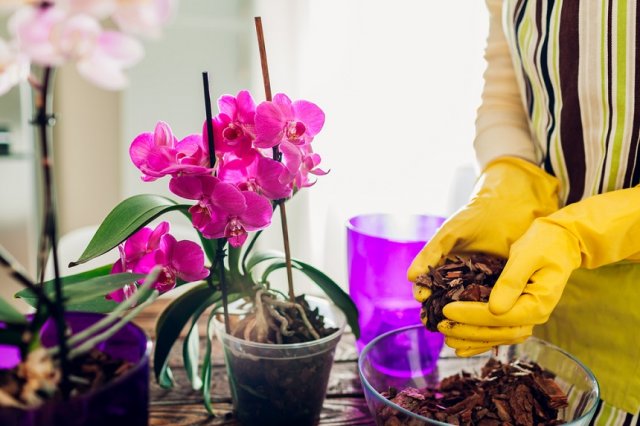 Woman transplanting orchid into another pot on kitchen. Housewife taking care of home plants and flowers. Gardening
